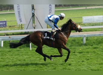 Purosangue inglese, Stallone, 16 Anni, 158 cm, Baio