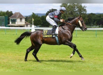 Purosangue inglese, Stallone, 17 Anni, 160 cm, Baio nero