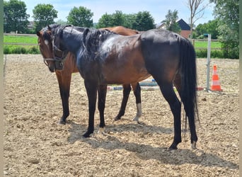 Purosangue inglese, Stallone, 17 Anni, 160 cm, Baio nero