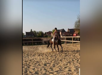 Purosangue inglese, Stallone, 17 Anni, 160 cm, Baio nero