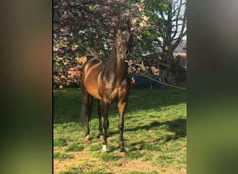 Purosangue inglese, Stallone, 17 Anni, 160 cm, Baio nero