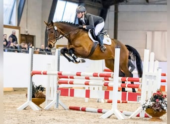 Purosangue inglese, Stallone, 11 Anni, 167 cm, Baio