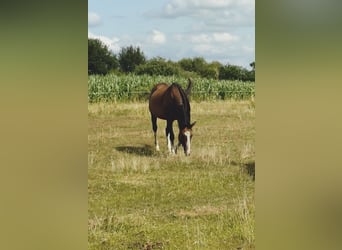 Purosangue irlandese, Castrone, 10 Anni, 162 cm, Baio