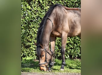 Purosangue irlandese, Castrone, 11 Anni, 165 cm, Baio