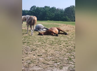 Purosangue irlandese Mix, Castrone, 13 Anni, 165 cm, Grigio pezzato