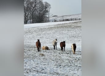Purosangue irlandese, Castrone, 13 Anni