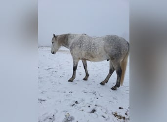 Purosangue irlandese, Castrone, 13 Anni