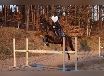 Purosangue irlandese, Castrone, 14 Anni, 163 cm, Baio