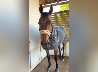 Purosangue irlandese, Castrone, 14 Anni, 163 cm, Baio