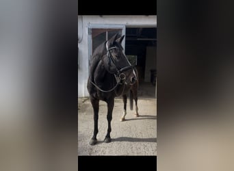 Purosangue irlandese, Castrone, 15 Anni, 162 cm, Baio scuro