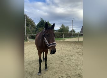 Purosangue irlandese, Castrone, 19 Anni, 161 cm, Baio