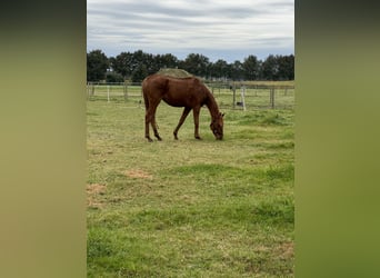 Purosangue irlandese, Castrone, 4 Anni, 165 cm, Sauro ciliegia