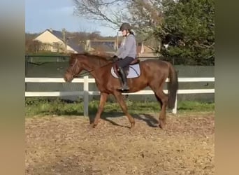 Purosangue irlandese, Castrone, 5 Anni, 155 cm, Sauro