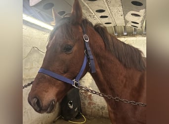 Purosangue irlandese, Castrone, 5 Anni, 155 cm, Sauro