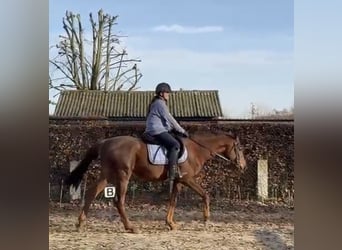 Purosangue irlandese, Castrone, 5 Anni, 155 cm, Sauro