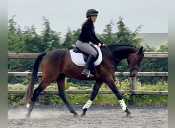 Purosangue irlandese, Castrone, 5 Anni, 158 cm, Baio ciliegia