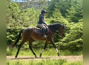 Purosangue irlandese, Castrone, 5 Anni, 158 cm, Baio ciliegia