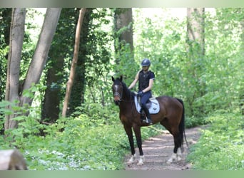 Purosangue irlandese, Castrone, 5 Anni, 163 cm, Baio