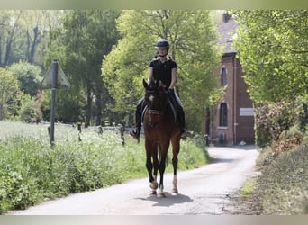 Purosangue irlandese, Castrone, 5 Anni, 163 cm, Baio