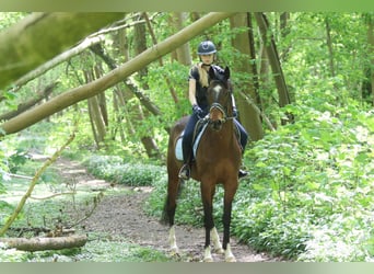 Purosangue irlandese, Castrone, 5 Anni, 163 cm, Baio