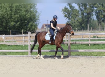 Purosangue irlandese, Castrone, 5 Anni, 163 cm, Baio