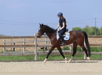 Purosangue irlandese, Castrone, 5 Anni, 163 cm, Baio
