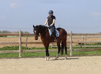 Purosangue irlandese, Castrone, 5 Anni, 163 cm, Baio