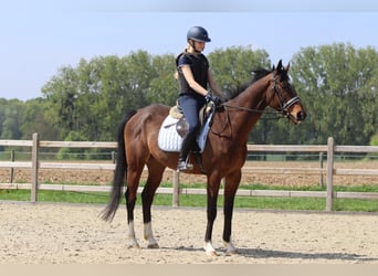 Purosangue irlandese, Castrone, 5 Anni, 163 cm, Baio