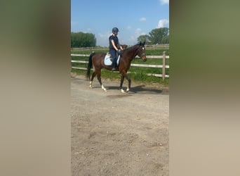 Purosangue irlandese, Castrone, 5 Anni, 163 cm, Baio