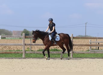 Purosangue irlandese, Castrone, 5 Anni, 163 cm, Baio