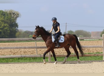 Purosangue irlandese, Castrone, 5 Anni, 163 cm, Baio
