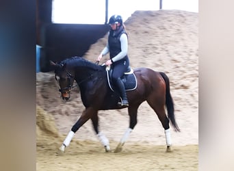 Purosangue irlandese Mix, Castrone, 5 Anni, 165 cm, Baio