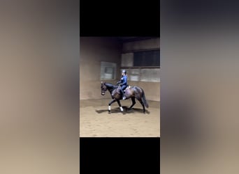 Purosangue irlandese, Castrone, 5 Anni, 170 cm, Baio scuro