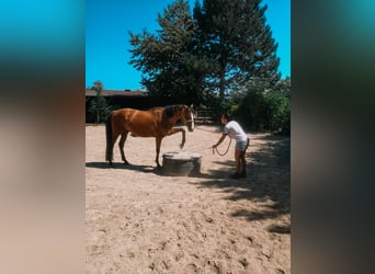 Purosangue irlandese, Castrone, 6 Anni, 161 cm, Baio