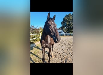Purosangue irlandese, Castrone, 6 Anni, 162 cm