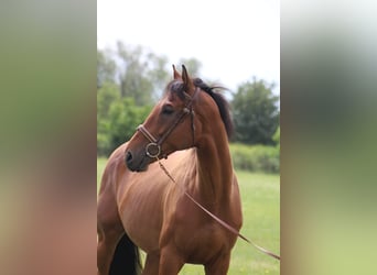 Purosangue irlandese, Castrone, 8 Anni, 165 cm, Baio