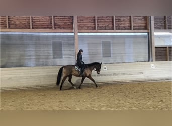 Purosangue irlandese, Castrone, 8 Anni, 167 cm, Baio