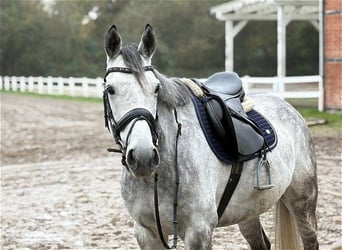 Purosangue irlandese, Castrone, 8 Anni, 167 cm, Grigio