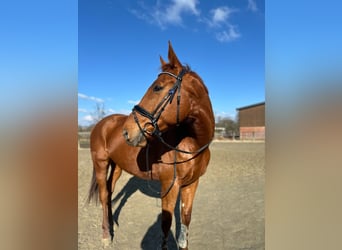 Purosangue irlandese, Castrone, 8 Anni, 170 cm, Sauro