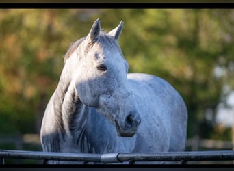 Purosangue irlandese, Castrone, 9 Anni, 168 cm, Grigio trotinato