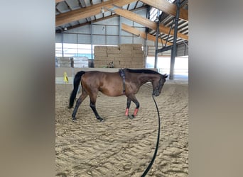 Purosangue irlandese, Giumenta, 11 Anni, 168 cm, Baio
