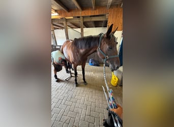 Purosangue irlandese, Giumenta, 11 Anni, 168 cm, Baio