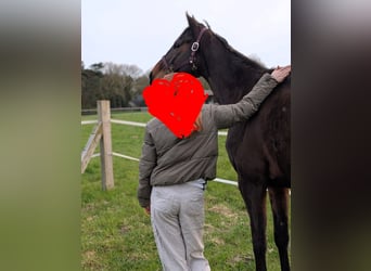 Purosangue irlandese, Giumenta, 4 Anni, 158 cm, Baio scuro