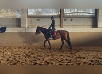 Purosangue irlandese, Giumenta, 5 Anni, 160 cm, Baio