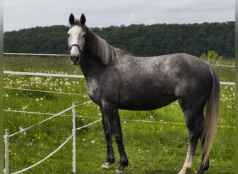 Purosangue irlandese, Giumenta, 5 Anni, 165 cm, Grigio