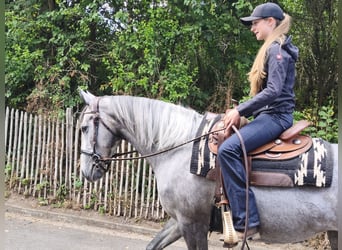 Purosangue irlandese, Giumenta, 5 Anni, 165 cm, Grigio