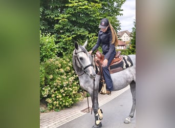 Purosangue irlandese, Giumenta, 5 Anni, 165 cm, Grigio