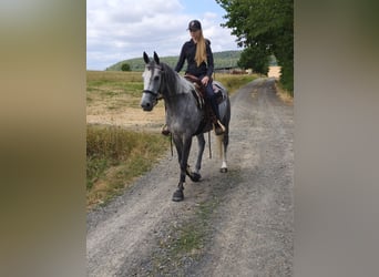 Purosangue irlandese, Giumenta, 5 Anni, 165 cm, Grigio