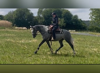 Purosangue irlandese, Giumenta, 5 Anni, 165 cm, Grigio