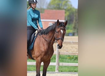 Purosangue irlandese, Giumenta, 6 Anni, 165 cm, Baio